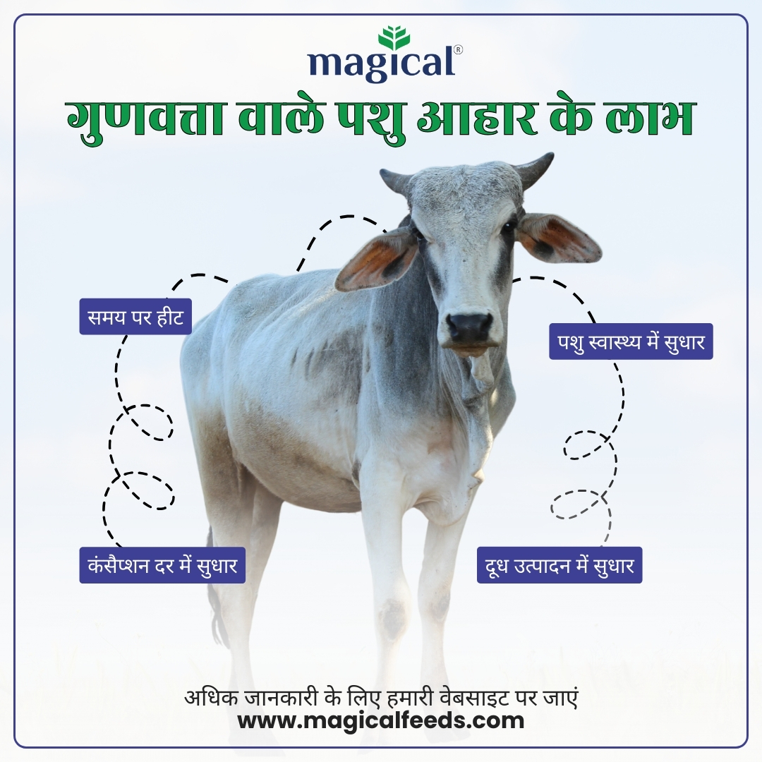 Benefits of Quality Cattle Feed