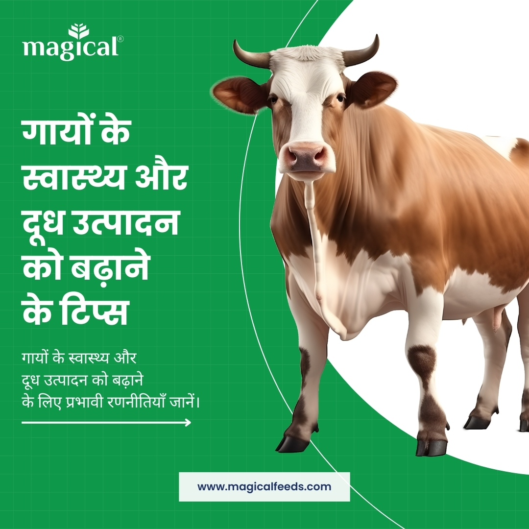 गायों के स्वास्थ्य और दूध उत्पादन को बढ़ाने के टिप्स 1