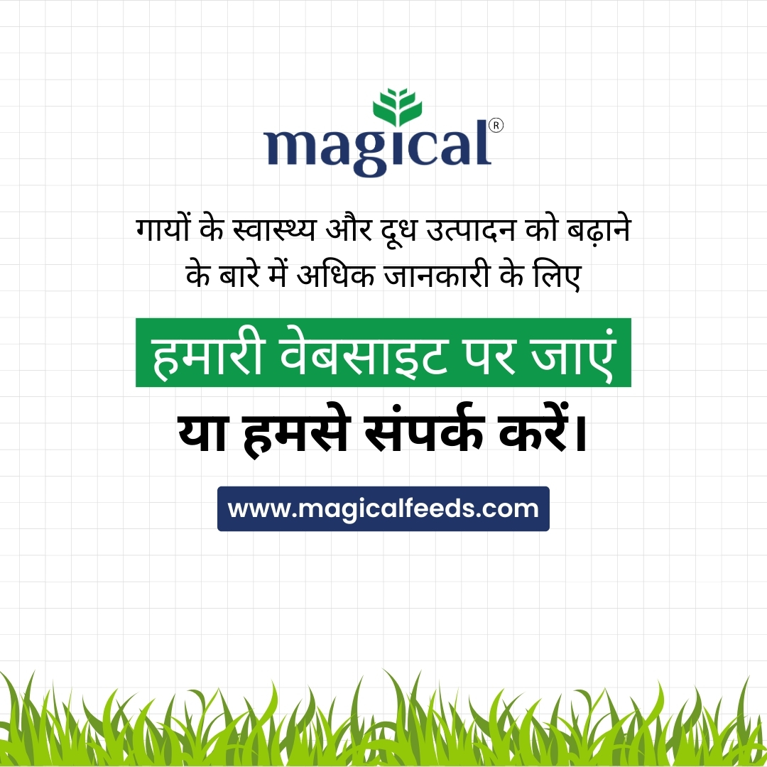 गायों के स्वास्थ्य और दूध उत्पादन को बढ़ाने के टिप्स 4